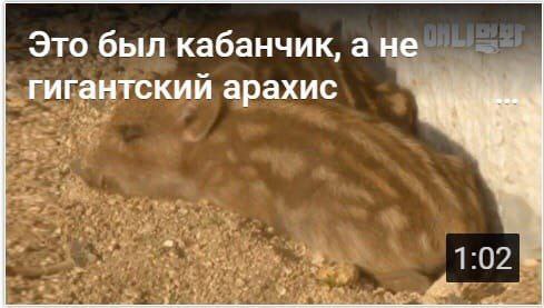 Это был кабанчик, а не гигантский арахис