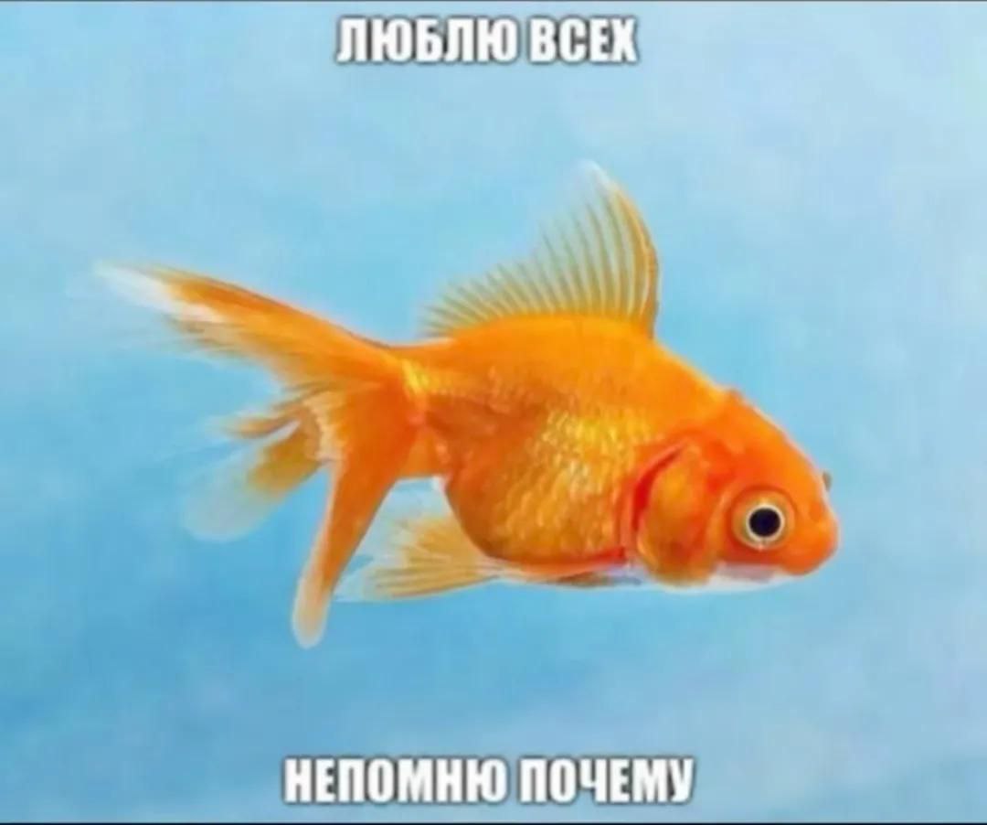 ЛЮБЛЮ ВСЕХ НЕПОМНЮ ПОЧЕМУ
