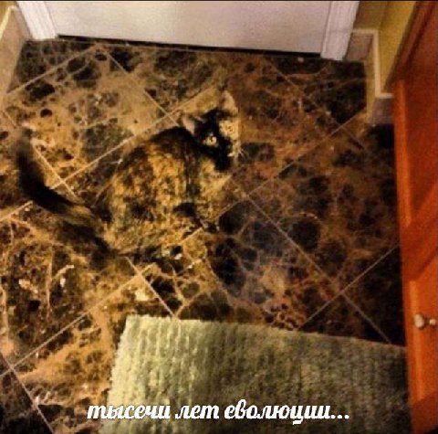 лет еволюции