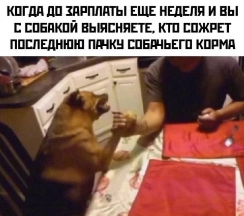 КОГДА ДО ЗАРПЛАТЫ ЕЩЕ НЕДЕЛЯ И ВЫ С СОБАКОЙ ВЫЯСНЯЕТЕ, КТО СОЖРЕТ ПОСЛЕДНЮЮ ПАЧКУ СОБАЧЬЕГО КОРМА a