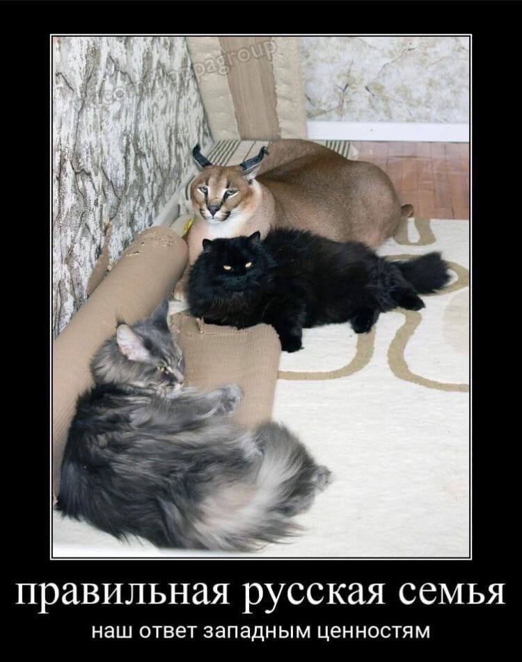 правильная русская семья наш ответ западным ценностям