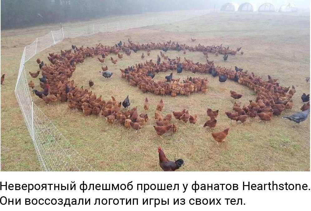 Невероятный флешмоб прошел у фанатов Hearthstone. Они воссоздали логотип игры из своих тел.