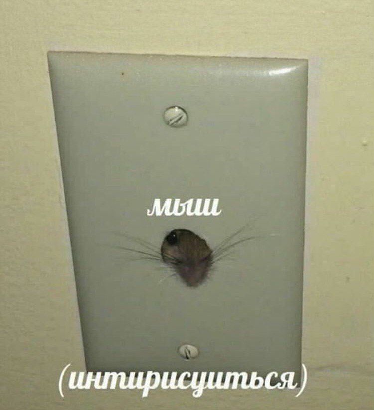 мыш (интирисушться)