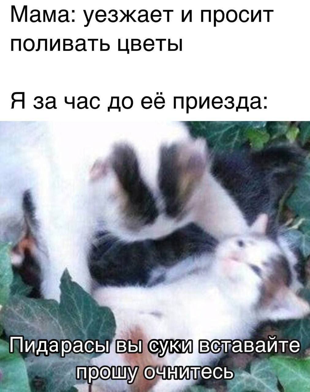 Мама: уезжает и просит поливать цветы Я за час до её приезда: 3 сук ветавайте