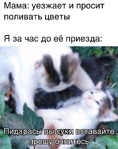 Мама: уезжает и просит поливать цветы Я за час до её приезда: 3 сук ветавайте