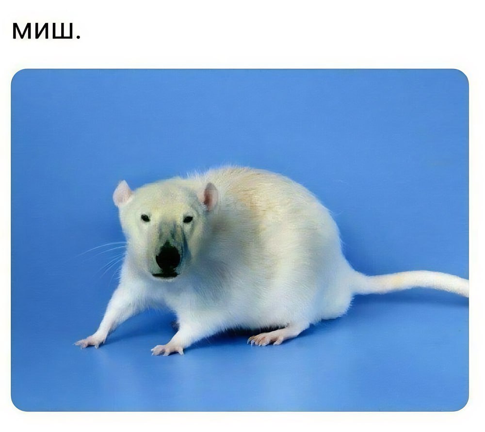 МИШ.