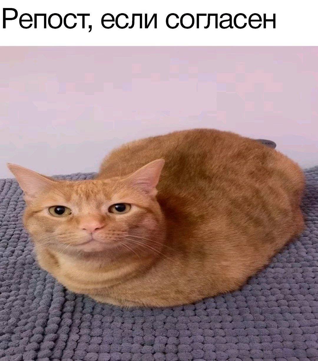 Репост, если согласен