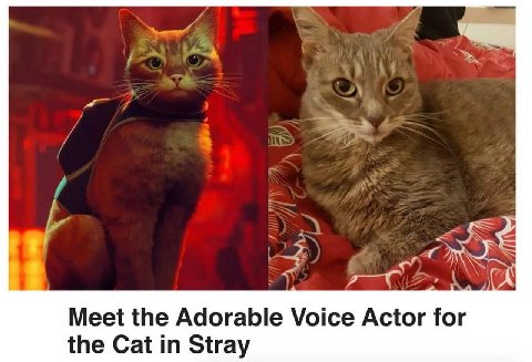А Meet the Adorable Voice Actor for the Cat in Stray