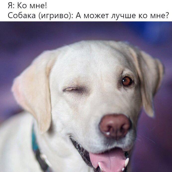 Я: мне! Собака (игриво): А может лучше мне? 4