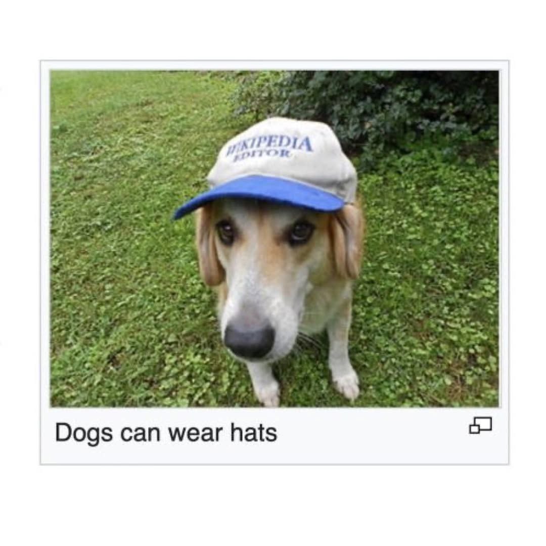 Dogs can wear hats