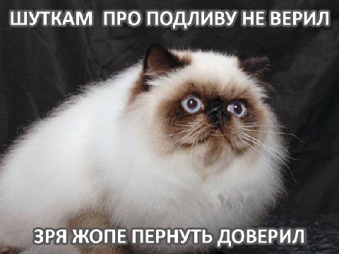 ШУТКАМ ПРО ПОДЛИВУ НЕ ВЕРИЛ ЗРЯ ЖОПЕ ПЕРНУТЬ ДОВЕРИЛ