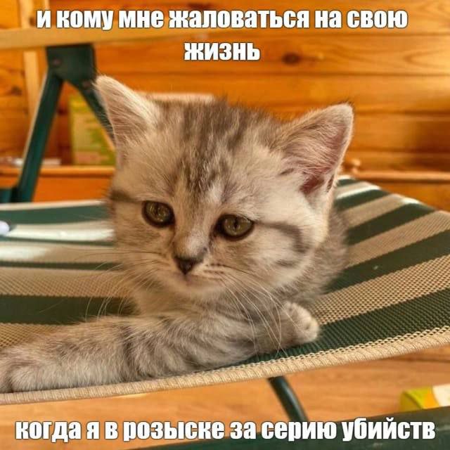 И ROMY мне жаловаться свою ЖИЗНЬ 77 когда я в розыске за серию убийств