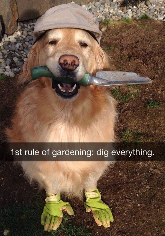 rule of gardening: dig everything