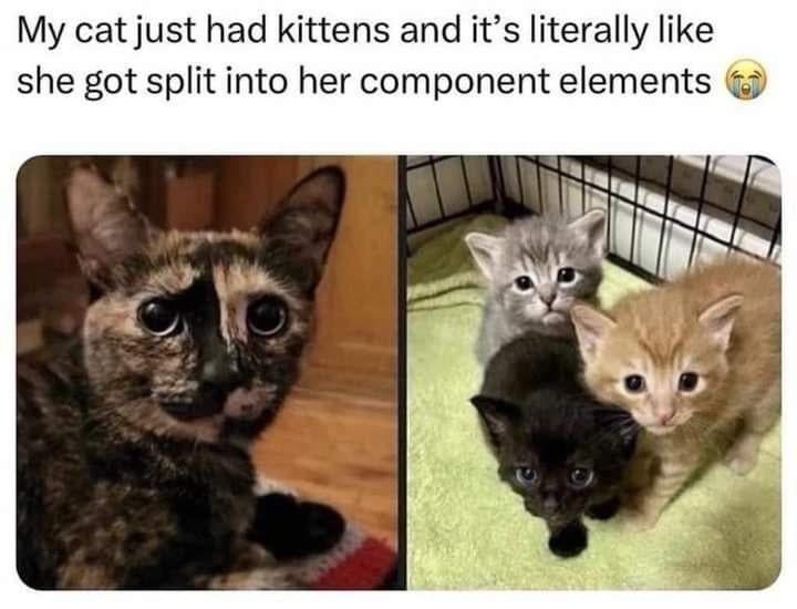 cat just had kittens and it’s literally like she got split into her component elements