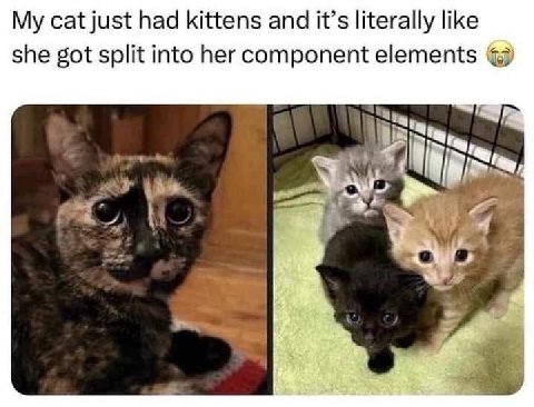cat just had kittens and it’s literally like she got split into her component elements