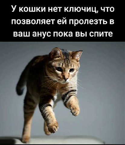 У кошки нет ключиц, что позволяет пролезть в ваш анус пока вы спите
