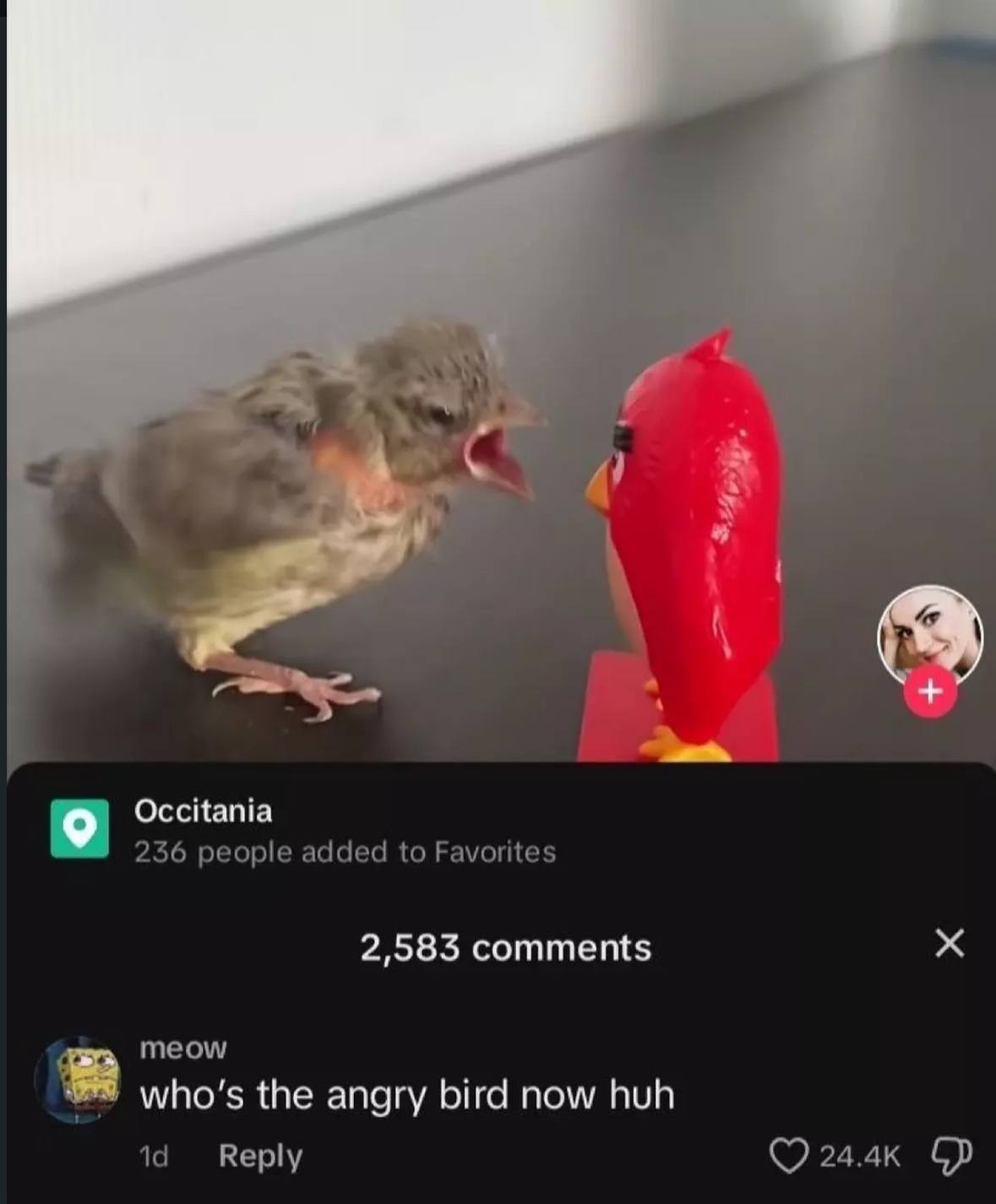 Occitania 236 people added to Favorites 2,583 comments meow who's the angry bird now huh Reply 24.4к