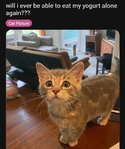 will i ever be able to eat my yogurt alone again??? Cat Picture