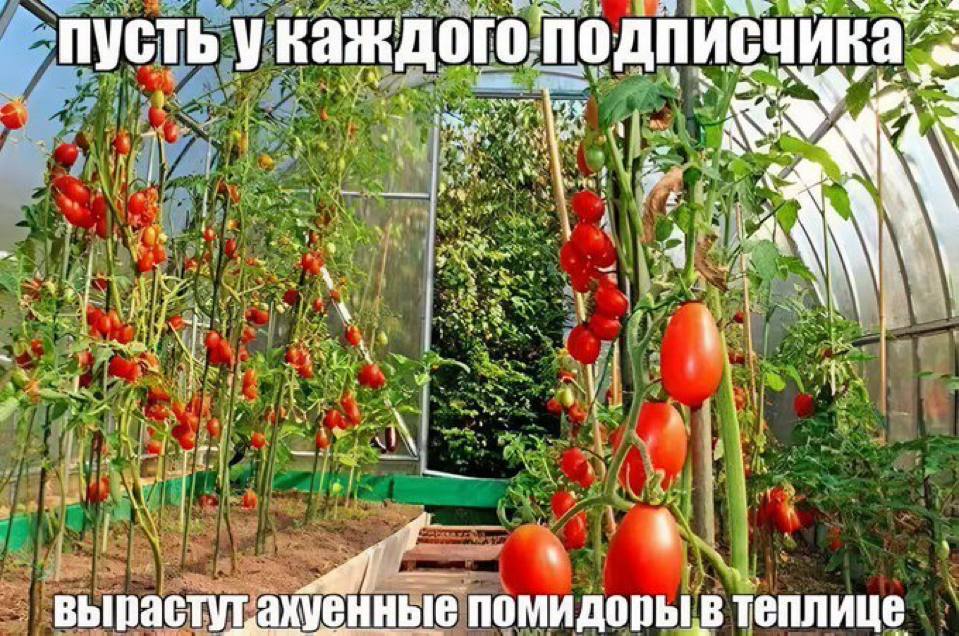 пусть укаждоголодписчина 9: Я у ASS Lies 7 у a помидоры в теплице