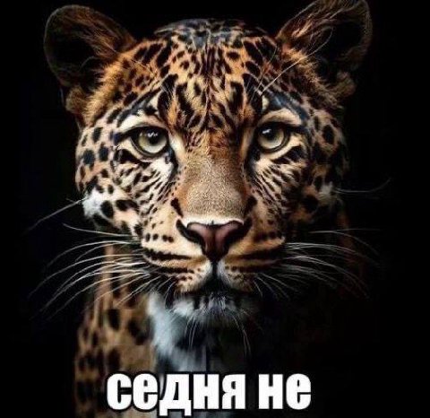 он: давай расстанемся

я, которая пользуюсь всеми его платными подписками: