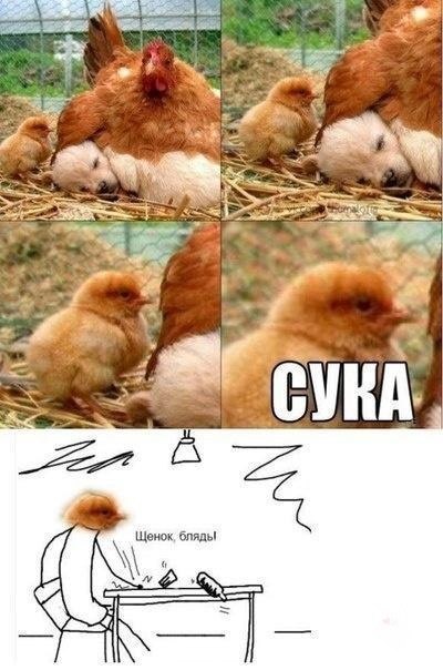 Щенок, бляды К