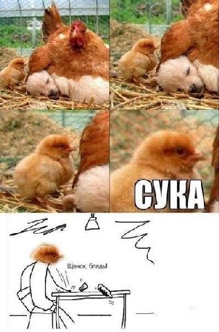 Щенок, бляды К
