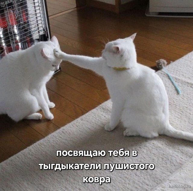 посвящаю тебя в тыгдыкатели пушистого ковра