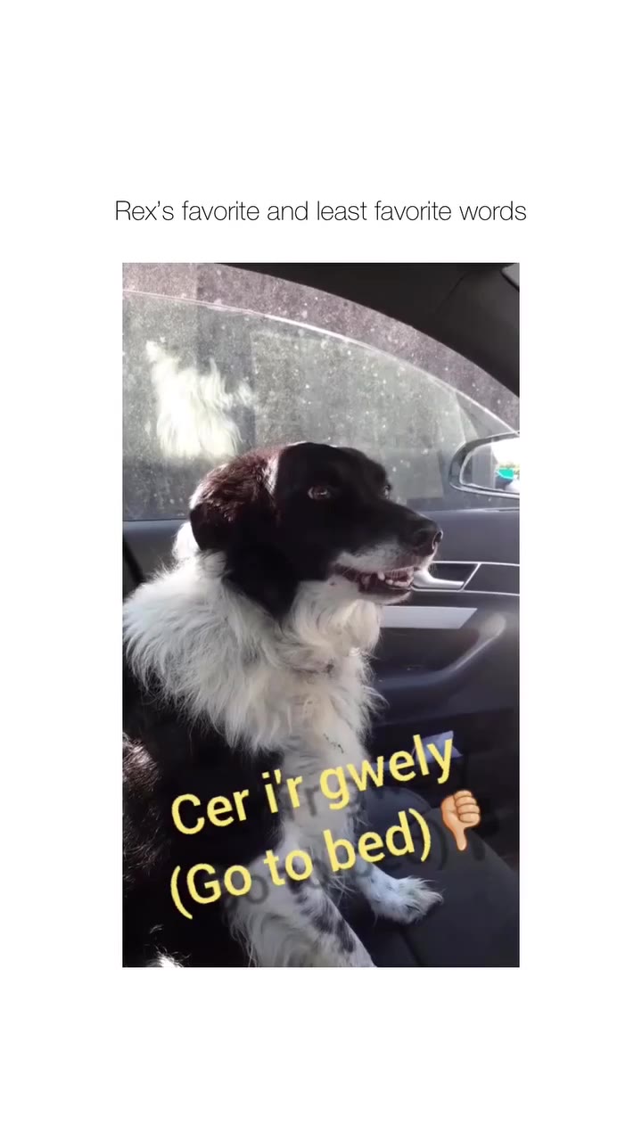 Rex's favorite and least favorite words