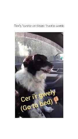 Rex's favorite and least favorite words