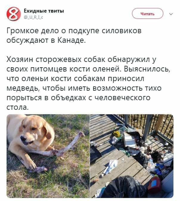 Ехидные твиты @URIc Читать Громкое дело о подкупе силовиков обсуждают в Канаде. Хозяин сторожевых собак обнаружил у своих питомцев кости оленей. Выяснилось, что оленьи кости собакам приносил медведь, 