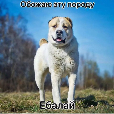 STW породу а