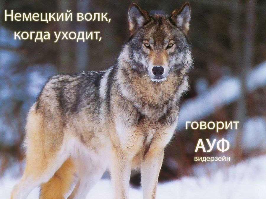 Немецкий волк, когда уходит, a говорит АУФ видерзейн