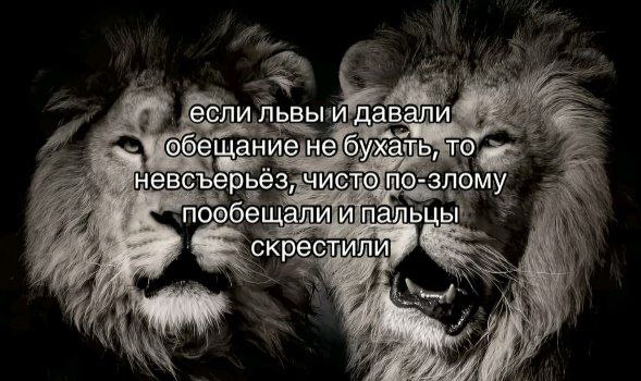 если львы и давали обещание не бухать, то невсъерьез, чисто по-злому пообещали и пальцы скрестили
