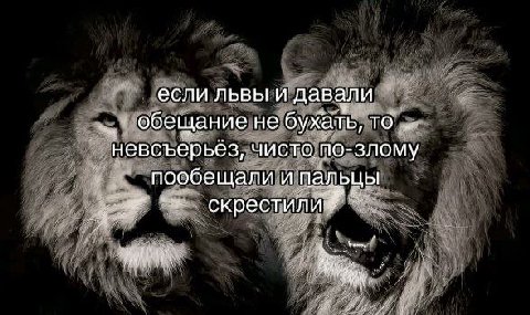 если львы и давали обещание не бухать, то невсъерьез, чисто по-злому пообещали и пальцы скрестили