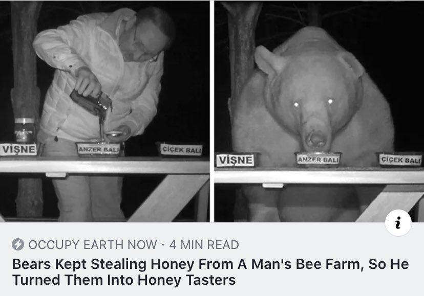 OCCUPY EARTH NOW 4 READ Bears Kept Stealing Honey From А Man's Bee Farm, So Не Turned Them Into Honey Tasters