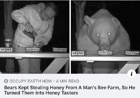OCCUPY EARTH NOW 4 READ Bears Kept Stealing Honey From А Man's Bee Farm, So Не Turned Them Into Honey Tasters