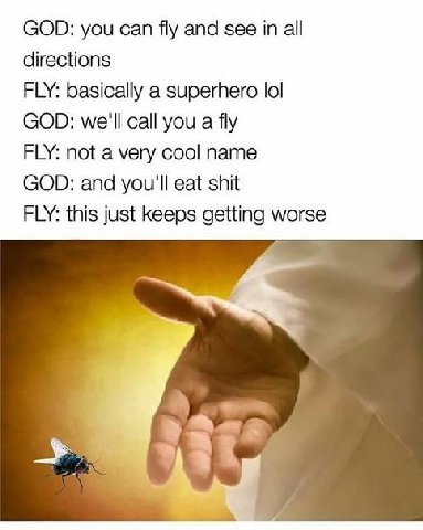 GOD: you can fly and see in all directions FLY: basically a superhero lol GOD: we'll call you a fly FLY: not a very cool name GOD: and you'll eat shit FLY: this just keeps getting worse
