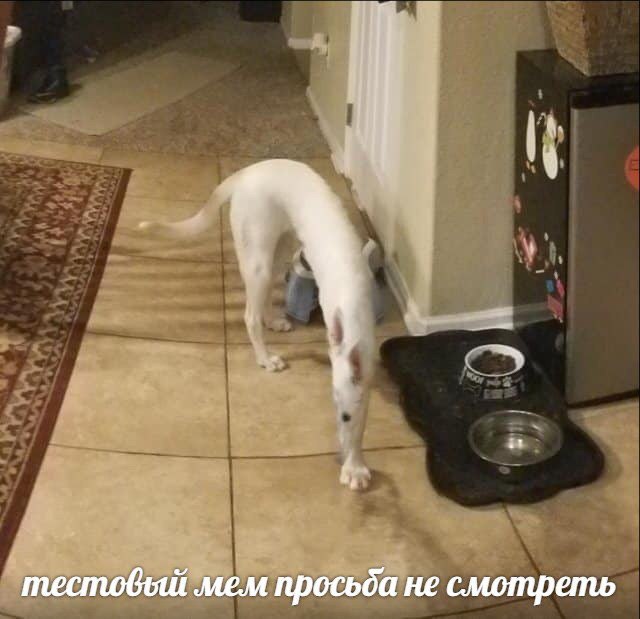 тестовый мем не смотреть