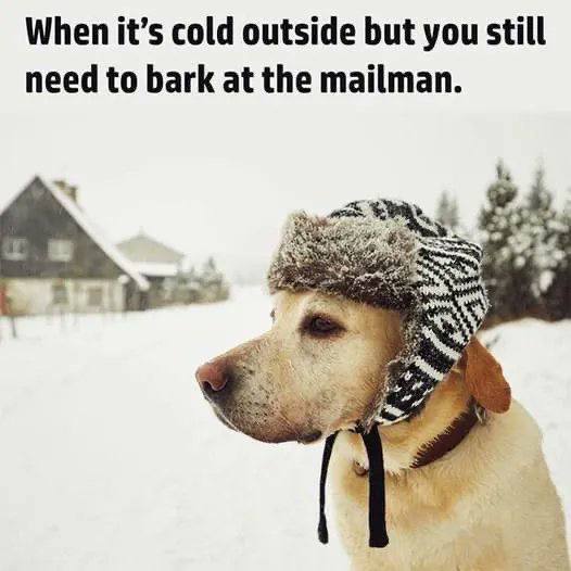 When it’s cold outside but you still need to bark at the mailman.