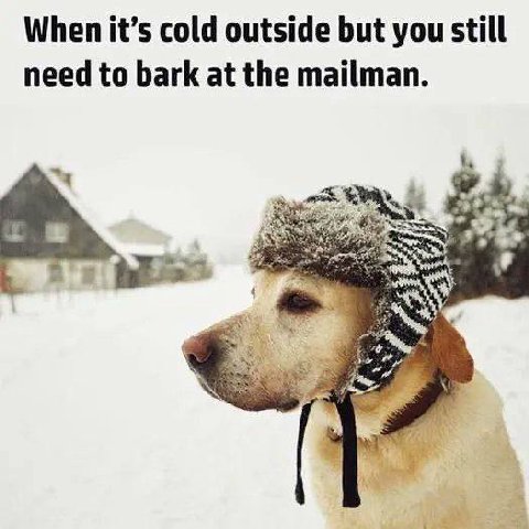 When it’s cold outside but you still need to bark at the mailman.