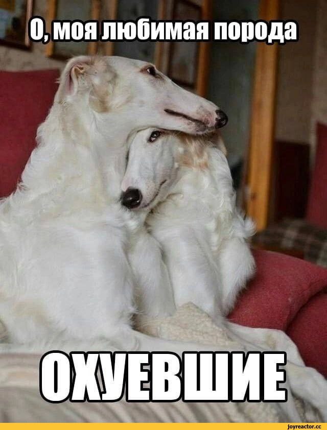 0, моя любимая порода ОКУЕВШИЕ
