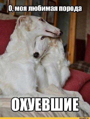 0, моя любимая порода ОКУЕВШИЕ