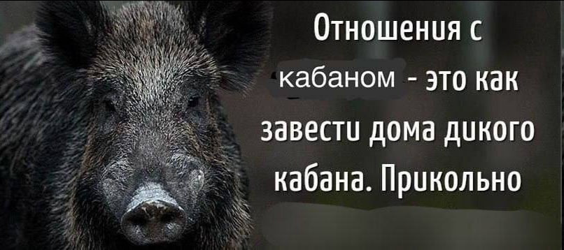 Отношения с кабаном это как завести дома дикого кабана. Прикольно