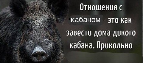 Отношения с кабаном это как завести дома дикого кабана. Прикольно