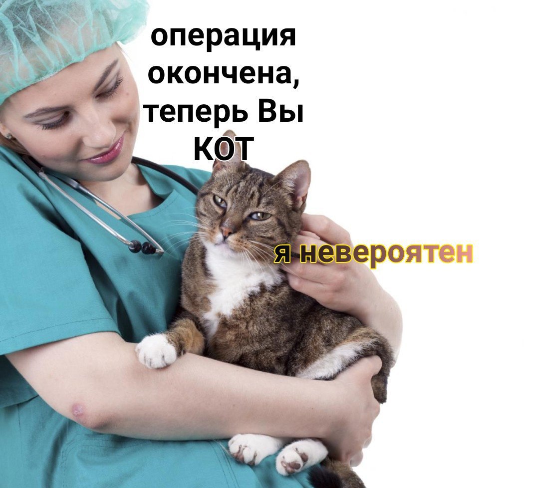 А, операция окончена, теперь Вы кот