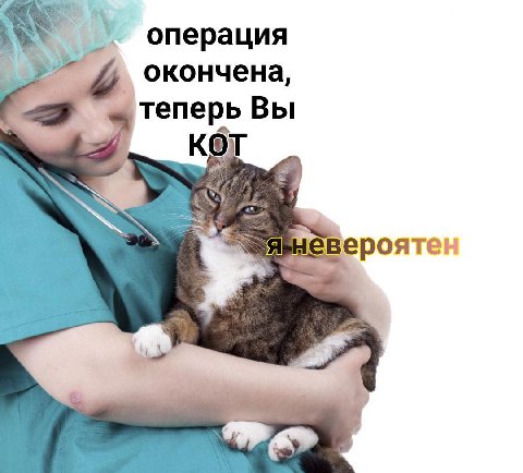 А, операция окончена, теперь Вы кот