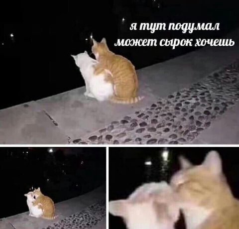 ятщт подумал может сырок хочешь
