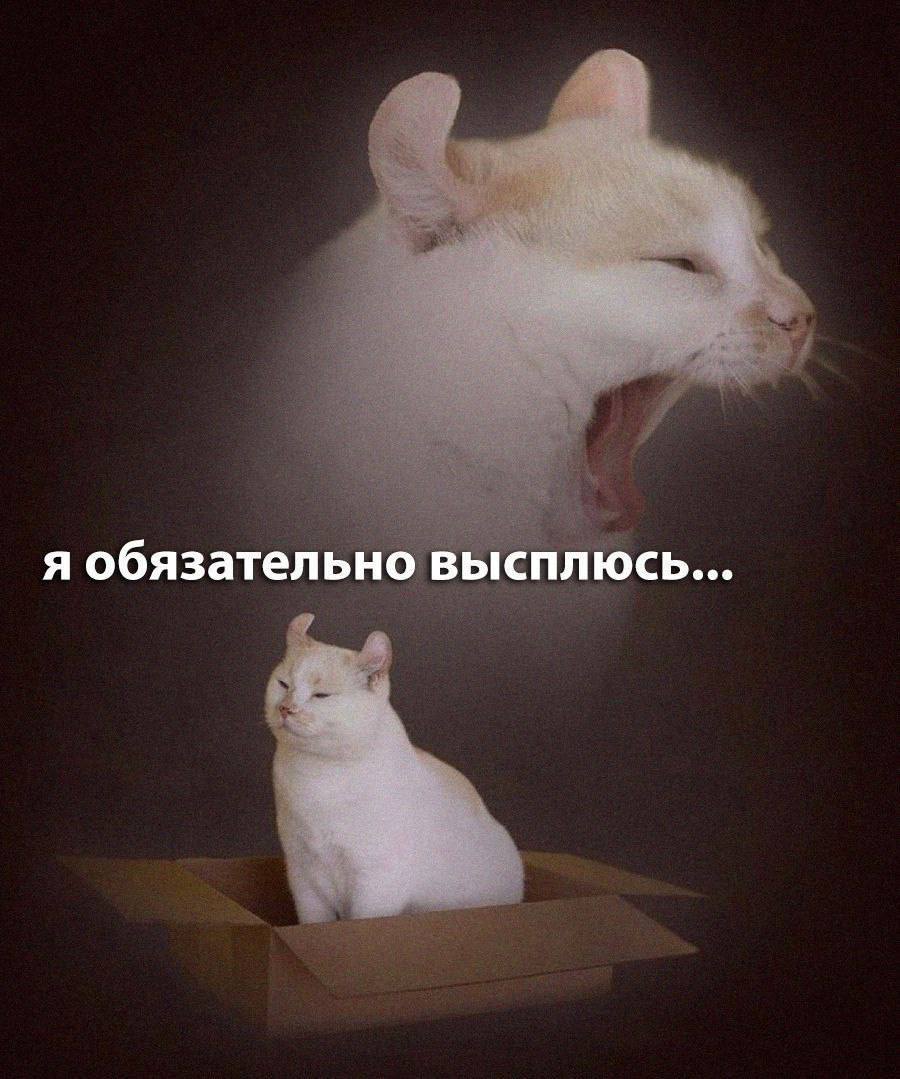 я обязательно высплюсь...