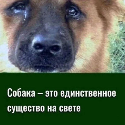 Собака это единственное существо на свете