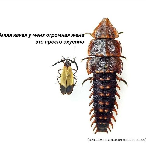 ляяя какая уменя огромная жена это просто охуенно i! (это самец и самка одного вида)